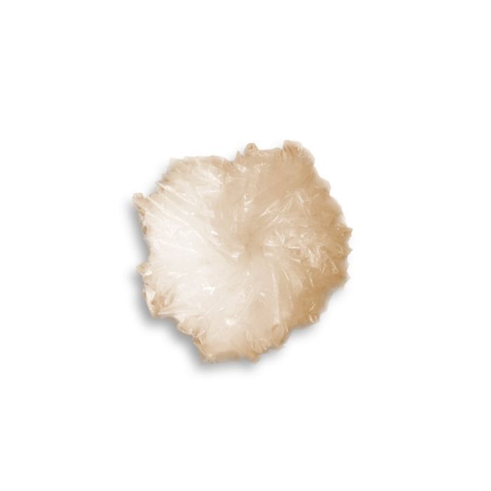 FOSSIL decoratieve cellophaan spons 15cm main product photo