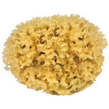 Natuurspons decoratief caribisch 16 cm 55226