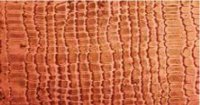 Afbeelding van 3M Marmorinotools slang (snake) textuurroller 25 cm compleet 26206